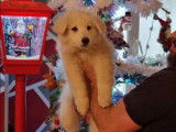 Chiot Berger Blanc Suisse LOF à vendre