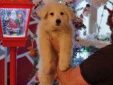 Chiot Berger Blanc Suisse LOF à vendre