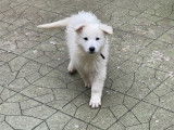Chiot Berger Blanc Suisse LOF à vendre