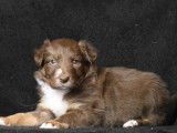 1 chiot mâle Border Collie non LOF disponible à la réservation