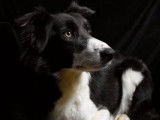 1 chiot mâle Border Collie non LOF disponible à la réservation