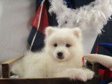 Vente de 3 chiots Spitz Japonais mâles blancs LOF
