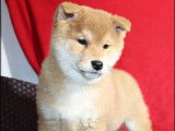 À vendre : 3 chiots Shibas mâles bicolores LOF