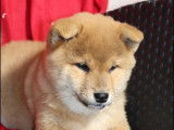 À vendre : 3 chiots Shibas mâles bicolores LOF