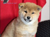 À vendre : 3 chiots Shibas mâles bicolores LOF