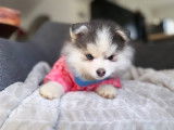 Chioty pomsky disponible de suite