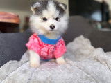 Chiot Pomsky Toy