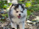 Chiots Pomsky F3 à vendre