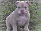 Chiots American Bully pocket et micro à vendre