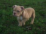 Chiots American Bully pocket et micro à vendre