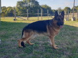 Berger Allemand disponible pour saillie