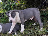 Chiots American Bullies à vendre (4 Femelles & 1 Mâle)