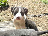 Chiots American Bullies à vendre (4 Femelles & 1 Mâle)