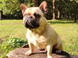 Magnifique bouledogue français LOF disponible pour saillie