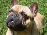 Magnifique bouledogue français LOF disponible pour saillie