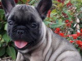 Magnifique bouledogue français LOF disponible pour saillie