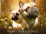 Magnifique bouledogue français LOF disponible pour saillie
