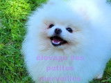 Magnifique Spitz Poméranien LOF disponible pour saillie
