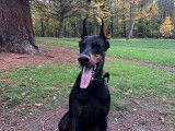 Doberman disponible pour saillie