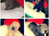 Plusieurs mâles Shar-Peï disponibles pour des saillies