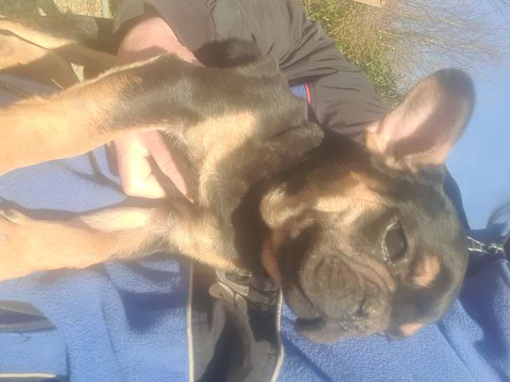 Bouledogues Francais exotiques à vendre
