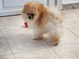 Magnifique mini Spitz Poméranien de pure race Mâle à vendre Robe Abricot