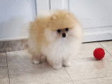 Magnifique mini Spitz Poméranien de pure race Mâle à vendre Robe Abricot