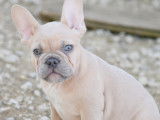 Bouledogues Français exotiques à vendre