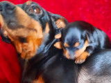 Chiots Pinschers nains à vendre (3 Femelles & 1 Mâle)