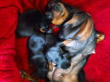 Chiots Pinschers nains à vendre (3 Femelles & 1 Mâle)