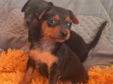 Chiots Pinschers nains à vendre (3 Femelles & 1 Mâle)