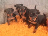 Chiots Pinschers nains à vendre (3 Femelles & 1 Mâle)