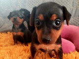 Chiots Pinschers nains à vendre (3 Femelles & 1 Mâle)