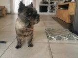 Cherche femelle Cairn Terrier pour saillie gratuite