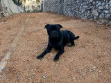 Staffie mâle disponible pour saillie