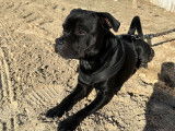 Staffie mâle disponible pour saillie
