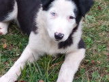 Cherche famille border collie LOF