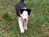 Cherche famille border collie LOF