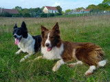 Cherche famille border collie LOF