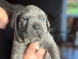 Chiots Cane Corso à vendre (8 Femelles)