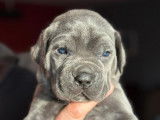 Chiots Cane Corso à vendre (8 Femelles)