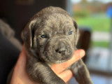 Chiots Cane Corso à vendre (8 Femelles)