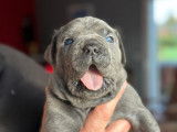 Chiots Cane Corso à vendre (8 Femelles)