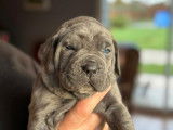 Chiots Cane Corso à vendre (8 Femelles)