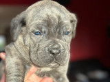Chiots Cane Corso à vendre (8 Femelles)