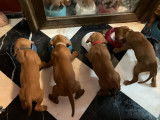 Chiots Vizsla à Poil Court à vendre (5 Femelles & 3 Mâles)