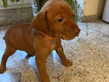 Chiots Vizsla à Poil Court à vendre (5 Femelles & 3 Mâles)