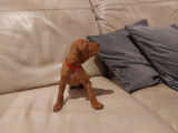 Chiots Vizsla à Poil Court à vendre (5 Femelles & 3 Mâles)
