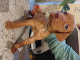 Chiots Vizsla à Poil Court à vendre (5 Femelles & 3 Mâles)