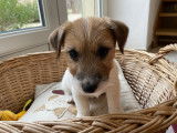 Chiots Jack Russell &agrave; vendre (3 M&acirc;les)